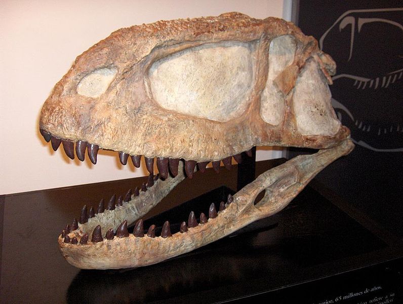 File:Abelisaurus comahuensis.JPG