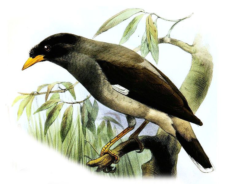 File:Acridotheres cinereus Smit.jpg