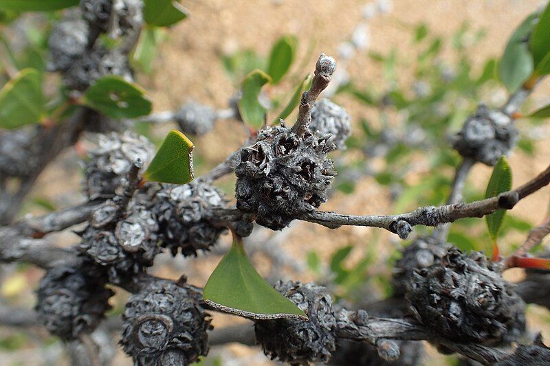 File:Agonis baxteri fruit.jpg