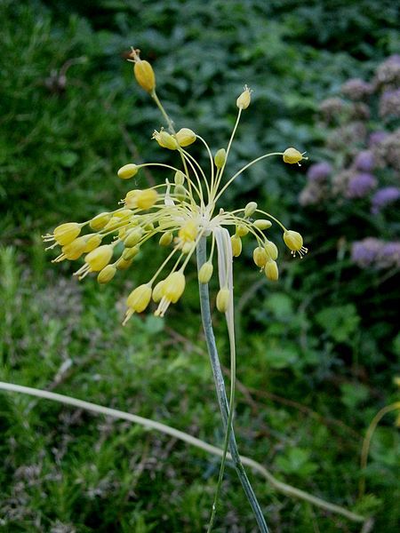 File:Allium flavum 01.jpg