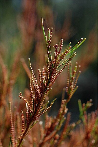 File:Allocasuarina diminuta male.jpg