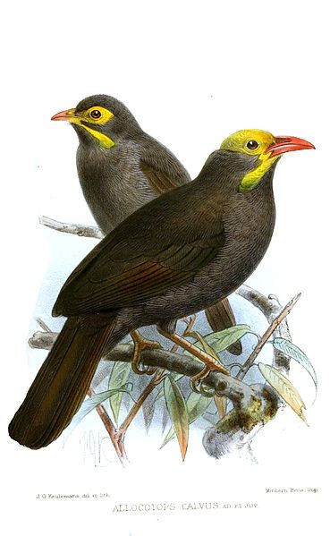 File:AllocotopsCalvusKeulemans.jpg