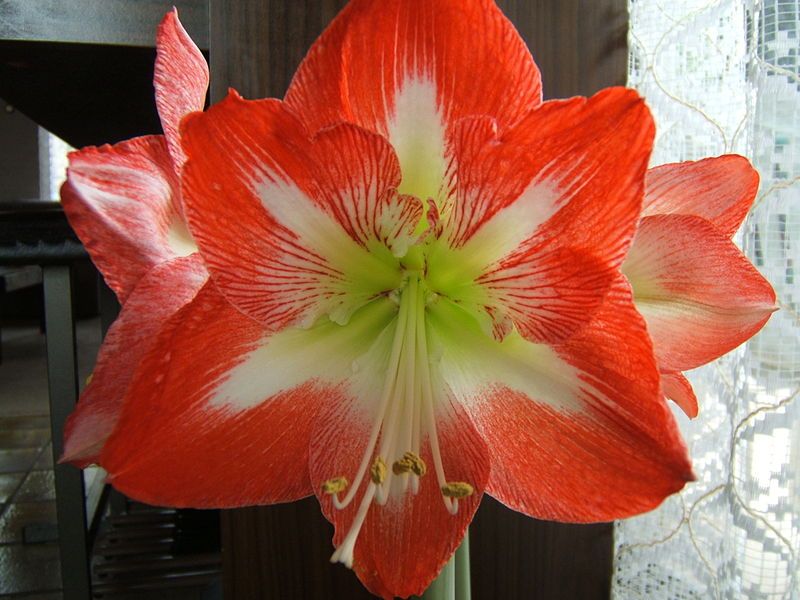 File:Amaryllis-wiki.JPG