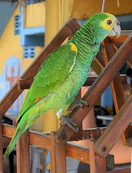 File:Amazona barbadensis -pet-4.jpg