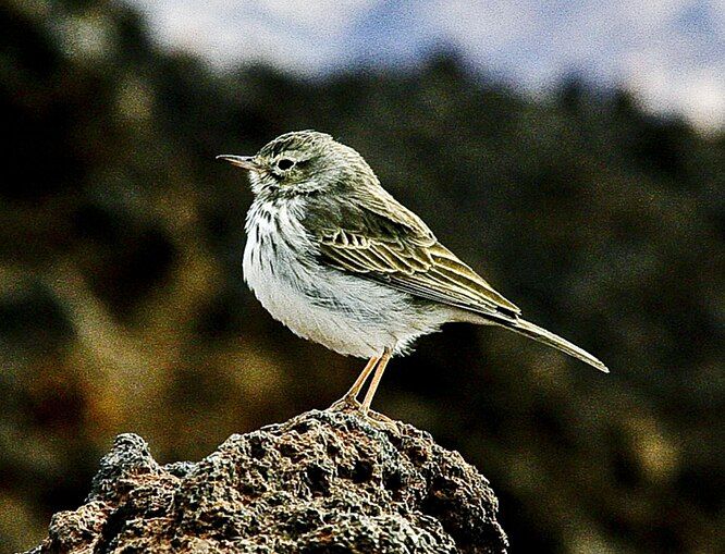 Anthus berthelotii