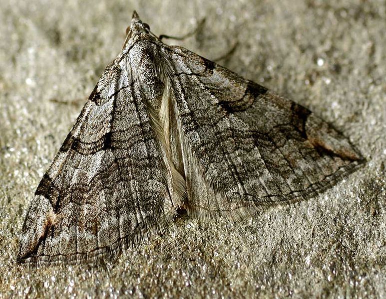 File:Aplocera plagiata01.jpg