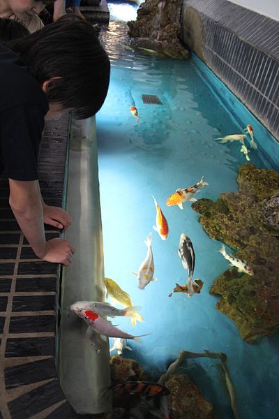 File:Aquarium Berlin Nishikigoi.jpg