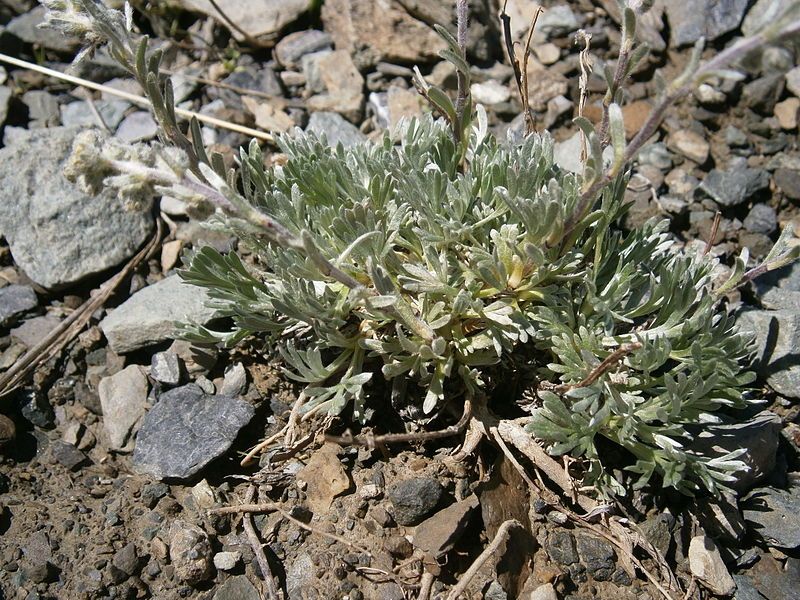 File:Artemisia genipi 003.jpg