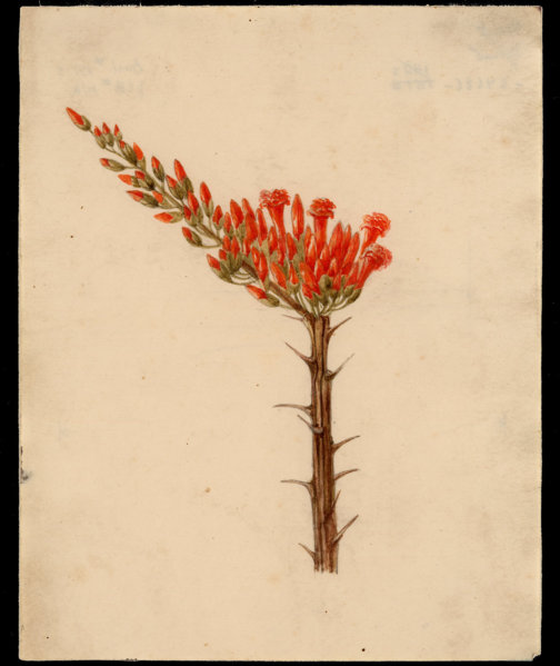 File:Bartlett Flowering Cactus.png