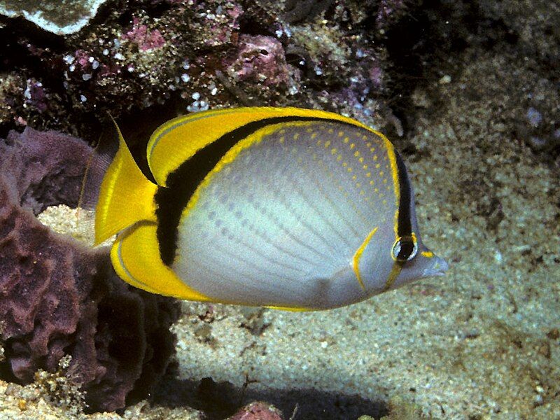 File:Bep chaetodon selene.jpg