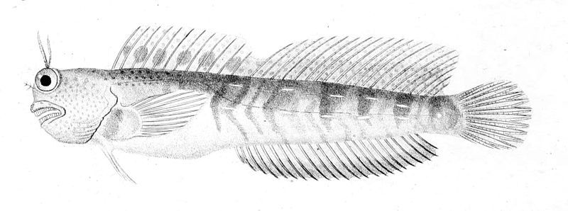 File:Blenniella periophthalmus1.jpg