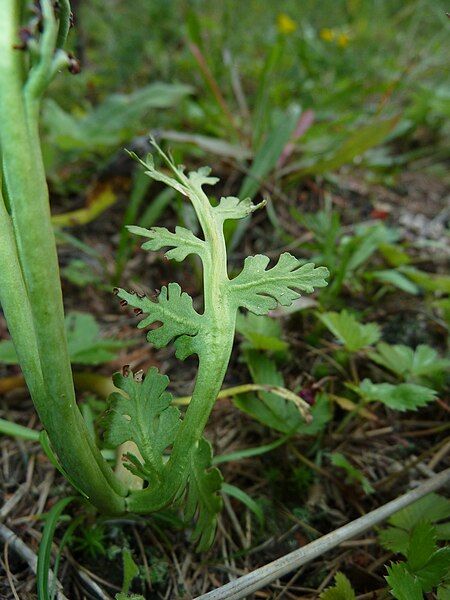 File:Botrychium matricariifolium (05).jpg