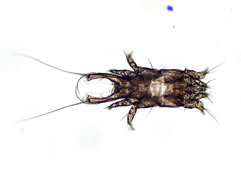 File:Brephosceles sp.jpg