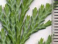 Image 49Cupressaceae: scale leaves of Lawson's cypress (Chamaecyparis lawsoniana); scale in mm (from Conifer)