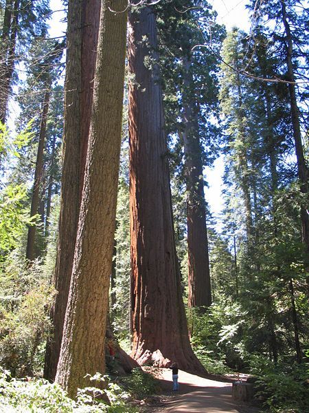 File:CalaverasBigTrees2.jpg