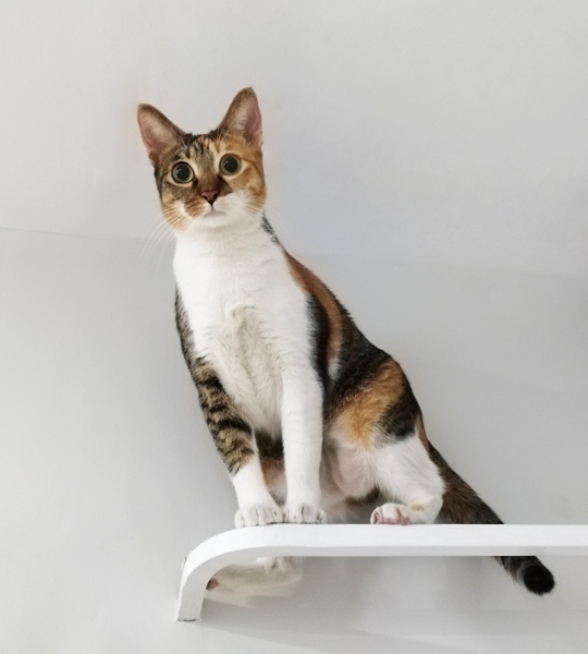 File:Calico cat.png