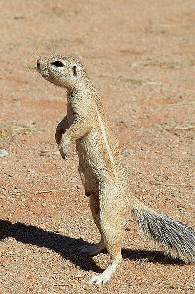 File:Cape Ground Squirrel.jpg