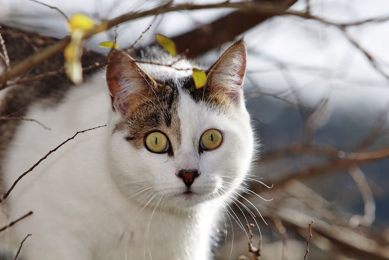 File:Cat in tree02.jpg