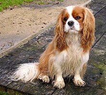 "A mostly white dog with light brown markings on its back, patches over its eyes and all brown ears. It sits facing the camera while looking off to the left."