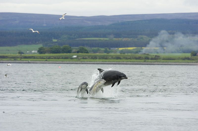 File:Chanonry Point2005-05.jpg