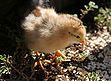 Chick