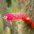 Cleistocactus hyalacanthus