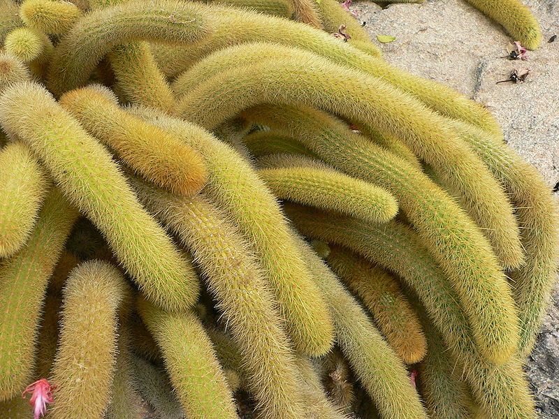 File:Cleistocactus winteri1.jpg