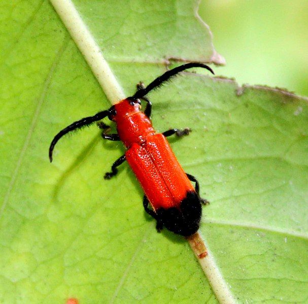 File:Cleonaria cingalensis.jpg