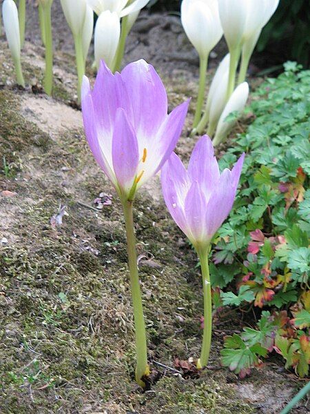 File:Colchicum bornmuelleri005.jpg