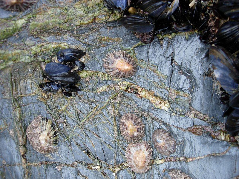 File:CornishLimpets.JPG