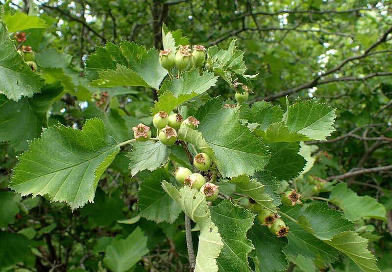 File:Crataegus macracantha kz3.jpg