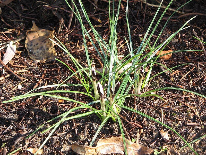 File:Crocus minimus opening.jpg