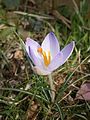 Crocus vernus seedling