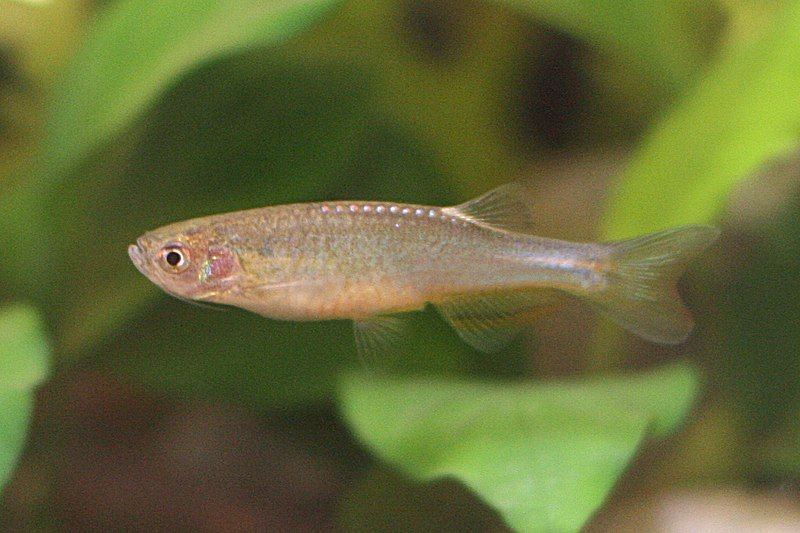 File:Danio roseus.jpg