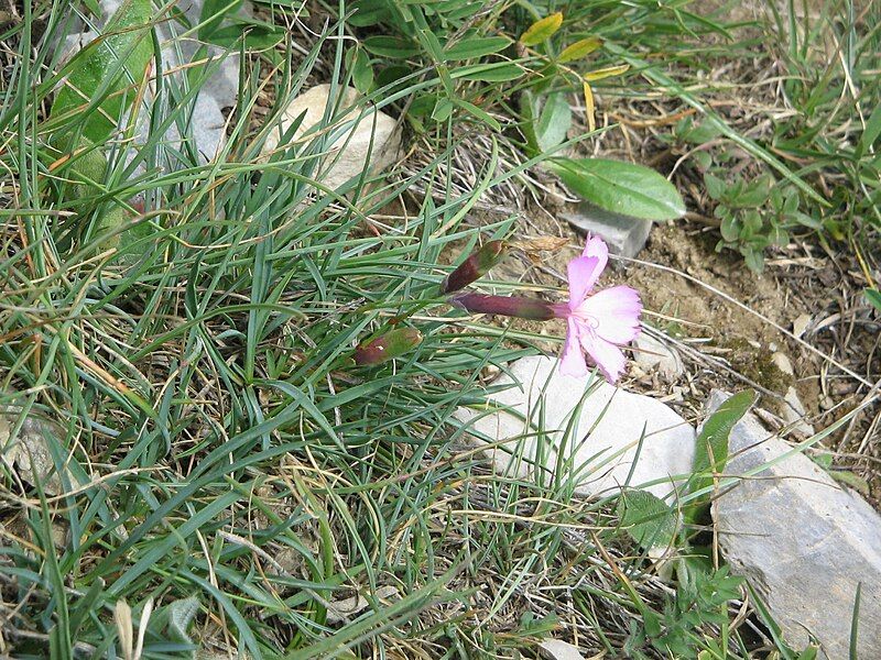 File:Dianthus sylvestris01.jpg