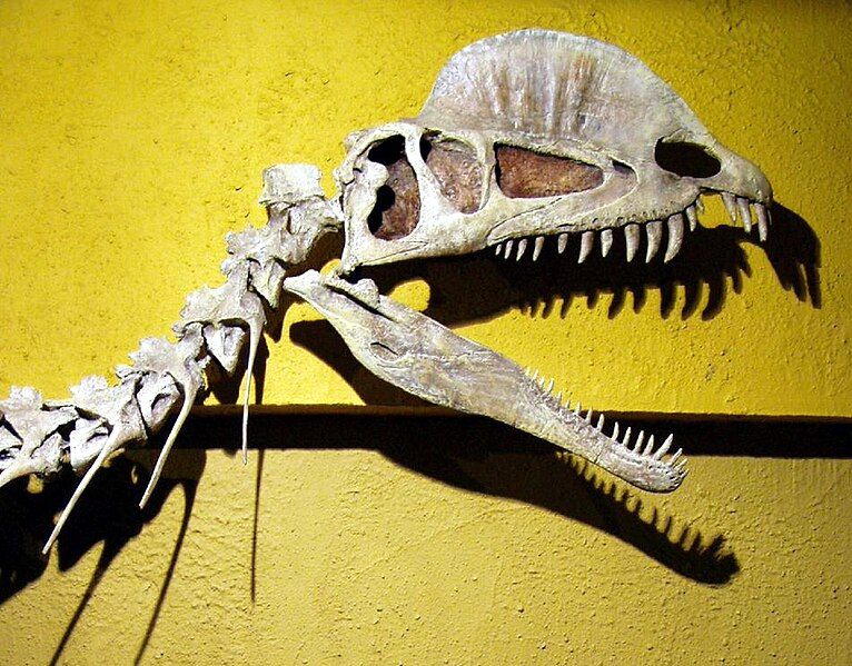 File:Dilophosaurus skull.jpg