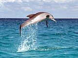 A dolphin in the Indian Ocean, off the coast of Zanzibar