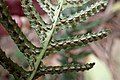 Underside of Doodia australis fronds