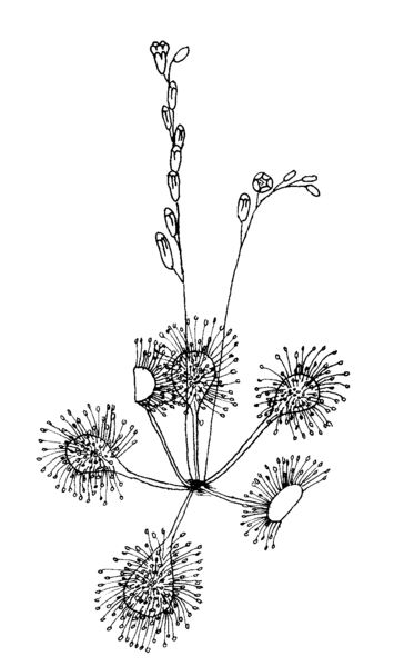 File:Drosera rotundifolia ellywa.png