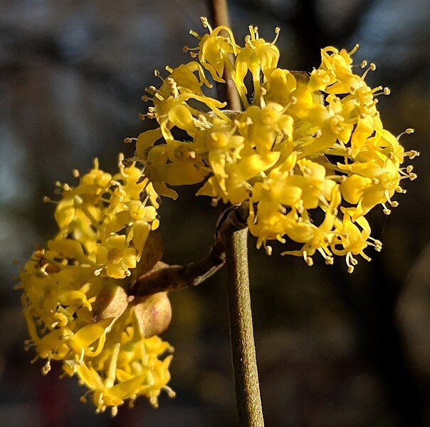 File:DurandEastmanPark2019SpringCornelianCherryDogwoodCrop.jpg