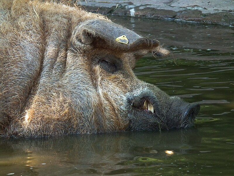 File:Eber Mangalitza-Schwein Kopf.JPG