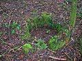 The old well in the woods near Fergushill cottage