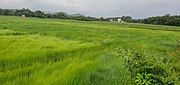 Fields at Rachol during the Rainy season