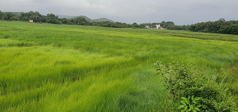 File:Fields of Rachol.jpg