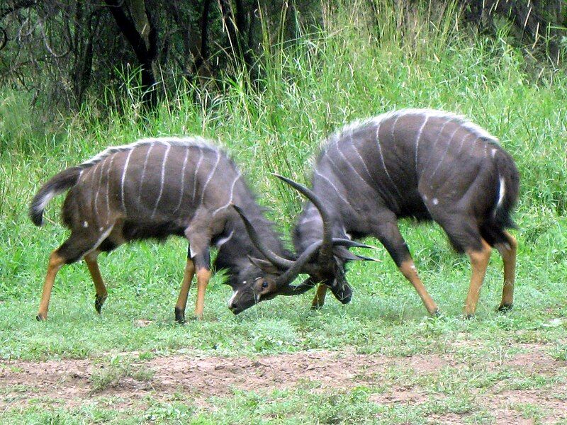 File:Fighting Nyalas.JPG