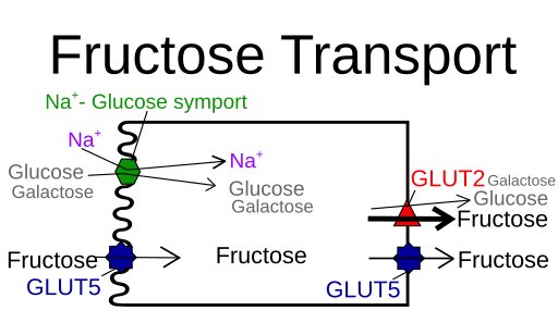 File:Fructosetransporter.svg