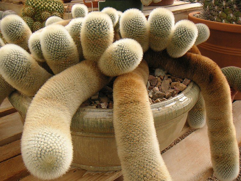 File:Fuzzy cactuses.jpg