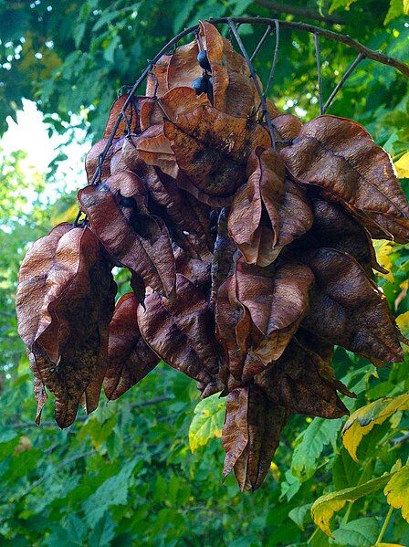 File:GoldenRain seedPodVertical.jpg