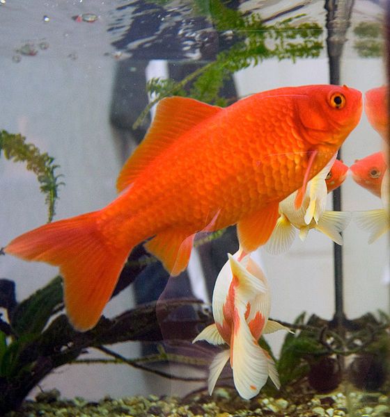 File:Goldfish3.jpg