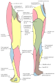 Cutaneous nerves of the right lower extremity. Front and posterior views